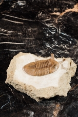 Трилобит Asaphus punctatus 