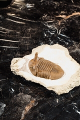 Трилобит Asaphus punctatus 