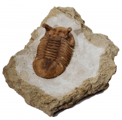Трилобит Asaphus punctatus 
