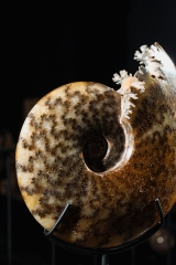 Аммонит Cleoniceras sp. 