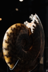 Аммонит Cleoniceras sp. 