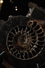 Аммонит Speetoniceras versicolor