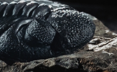 Трилобит Barrandeops sp.