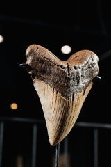 Зуб мегалодона 13,5 см