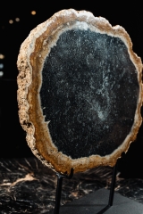 Окаменелая пальма Palmoxylon sp.