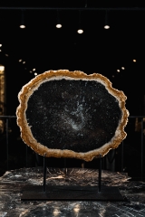 Окаменелая пальма Palmoxylon sp.
