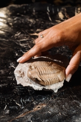 Трилобит Asaphus cornutus