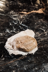 Трилобит Asaphus cornutus