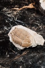 Трилобит Asaphus cornutus