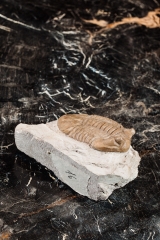 Трилобит Asaphus cornutus