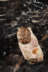 Трилобит Asaphus expansus 