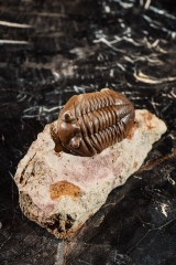Трилобит Asaphus expansus 