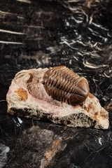 Трилобит Asaphus expansus 