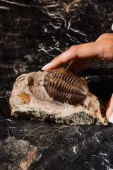 Трилобит Asaphus expansus 