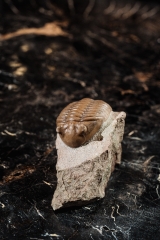 Трилобит Asaphus lepidurus 