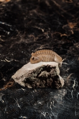 Трилобит Asaphus lepidurus 
