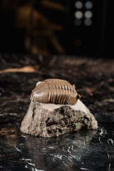 Трилобит Asaphus lepidurus 