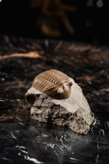 Трилобит Asaphus lepidurus 