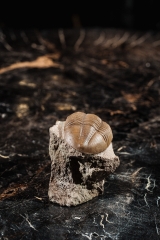 Трилобит Asaphus lepidurus 