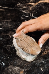 Трилобит Asaphus punctatus
