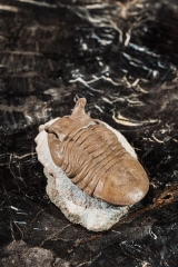 Трилобит Asaphus punctatus