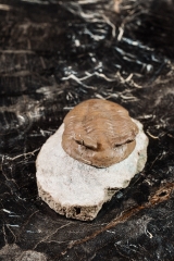 Трилобит Asaphus punctatus