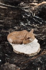 Трилобит Asaphus punctatus