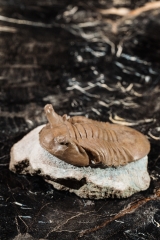 Трилобит Asaphus punctatus