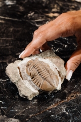 Трилобит Asaphus ingrianus