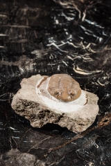 Трилобит Asaphus ingrianus