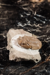 Трилобит Asaphus ingrianus