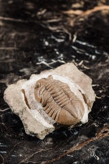 Трилобит Asaphus ingrianus