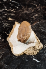 Трилобит Asaphus cornutus