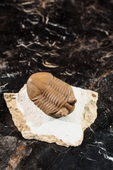 Трилобит Asaphus cornutus