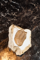 Трилобит Asaphus cornutus