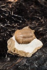 Трилобит Asaphus cornutus