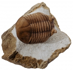 Трилобит Asaphus cornutus