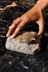 Трилобит Asaphus punctatus