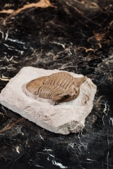 Трилобит Asaphus punctatus