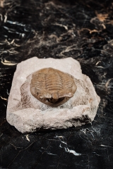 Трилобит Asaphus punctatus