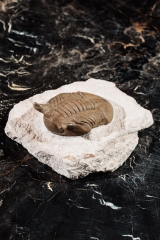Трилобит Asaphus punctatus
