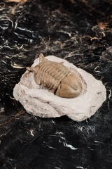 Трилобит Asaphus punctatus