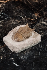 Трилобит Asaphus punctatus