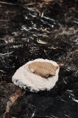 Трилобит Asaphus punctatus