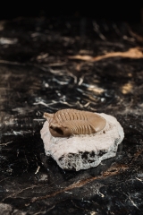Трилобит Asaphus punctatus