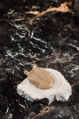 Трилобит Asaphus punctatus