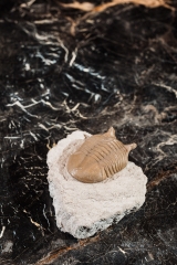 Трилобит Asaphus punctatus