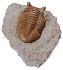 Трилобит Asaphus punctatus