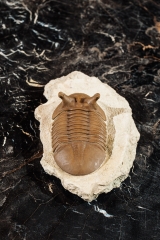 Трилобит Asaphus punctatus 