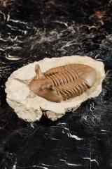 Трилобит Asaphus punctatus 